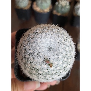 กระบองเพชรMammillaria hamboldtii Eliglance