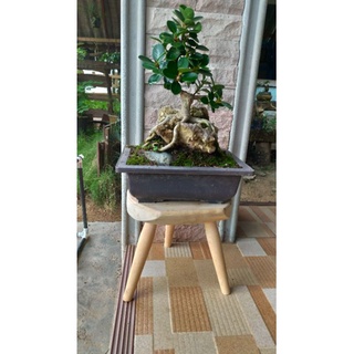 ภาพหน้าปกสินค้าที่วางกระถางต้นไม้ mini stools ผลิตจากไม้กันเกรา แข็งแรง ทนทาน ที่เกี่ยวข้อง