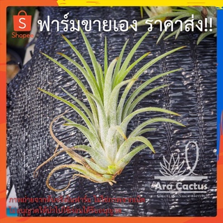 สวนขายเอง! พืชอากาศ ทิลแลนเซีย Tillandsia ionantha ไม่ต้องใช้ดิน ไม้อวบน้ำ ไม่ประดับ ไม้ฟอกอากาศ