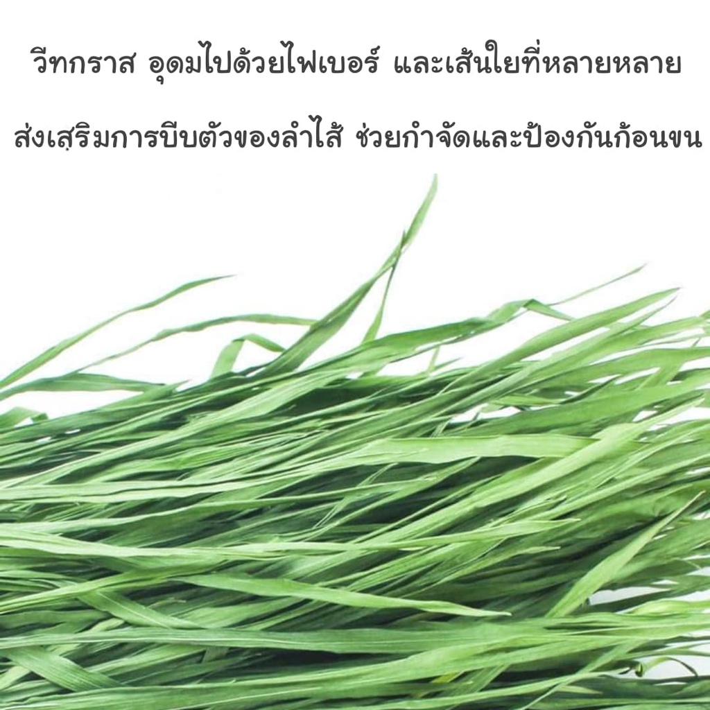 catholiday-หญ้าวีทกราส-กล่อง-1-กก-หญ้ากระต่าย-wheat-grass