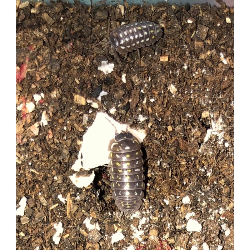 isopod-แคลเซี่ยมสำหรับแมลง-ไอโซพอท-ช่วยเสริมแคลเซี่ยม-ไม่ฟอกขาว