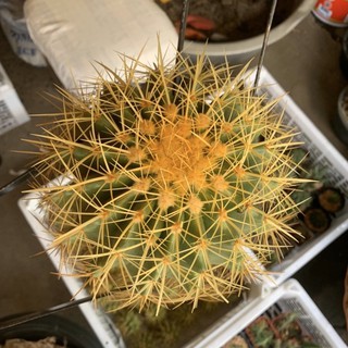 [ถูกสุด] Cactus ถังทองขนาด 15-17 ซม. กระบองเพชร แคคตัส