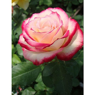 30 เมล็ด เมล็ดพันธุ์ กุหลาบ White Pink Rose Rose Seeds ดอกใหญ่ นำเข้าจากต่างประเทศ พร้อมคู่มือ เมล็ดสด ใหม่