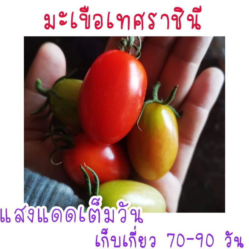 30-เมล็ด-มะเขือเทศราชินี-เมล็ดพันธุ์มะเขือเทศ-เมล็ดพันธุ์มะเขือเทศราชินี