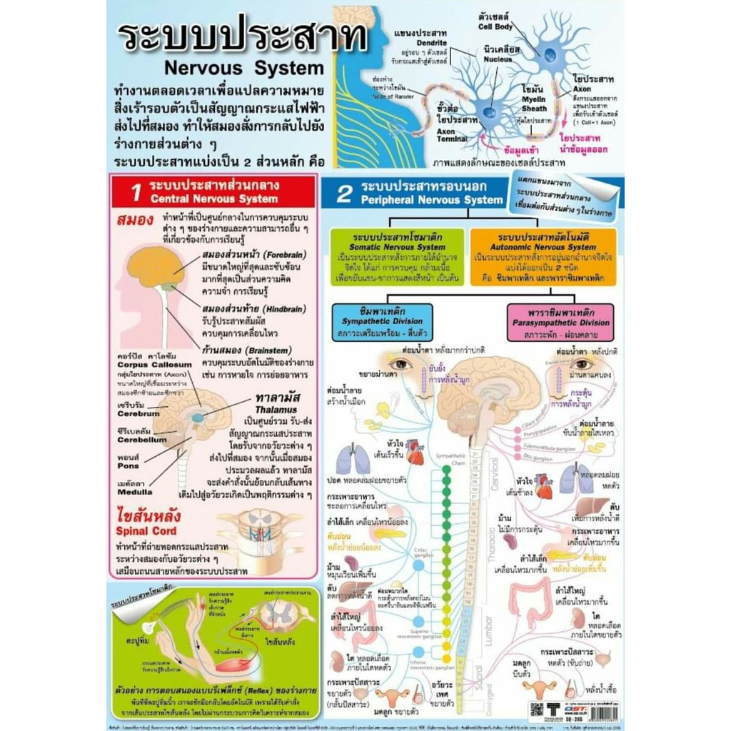 ระบบประสาท-eq-265-โปสเตอร์ภาพ-กระดาษหุ้มพลาสติก-ขนาด-50-70-cm