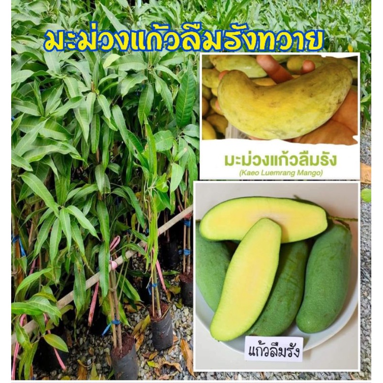 มะม่วงแก้วลืมรัง-ทวาย-ทานได้ทั้งผลดิบและสุก-มีบริการเก็บเงินปลายทาง