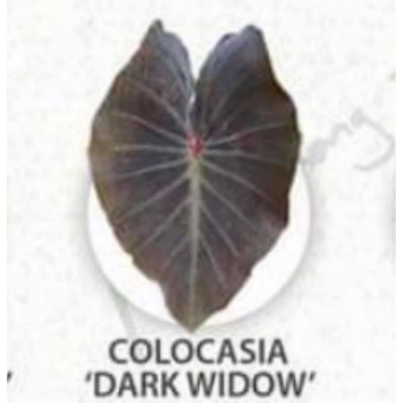 colocasia-dark-window-โคโลคาเซิยดาร์ควินโดว์