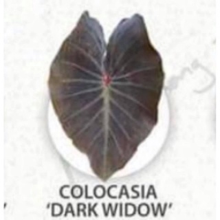 colocasia dark window (โคโลคาเซิยดาร์ควินโดว์)