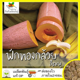 สินค้า เมล็ดพันธุ์ ฟักทองกล้วยสีชมพู 10 เมล็ด Pink Banana Squash Seed เมล็ดพันธุ์แท้100% นำเข้าจากต่างประเทศ ปลูกผัก ฟักทอง ถูก