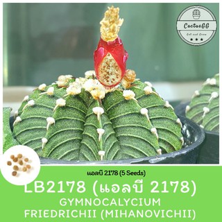 LB2178 Gymnocalycium Friedrichii (mihanovichii) (5 เมล็ด)