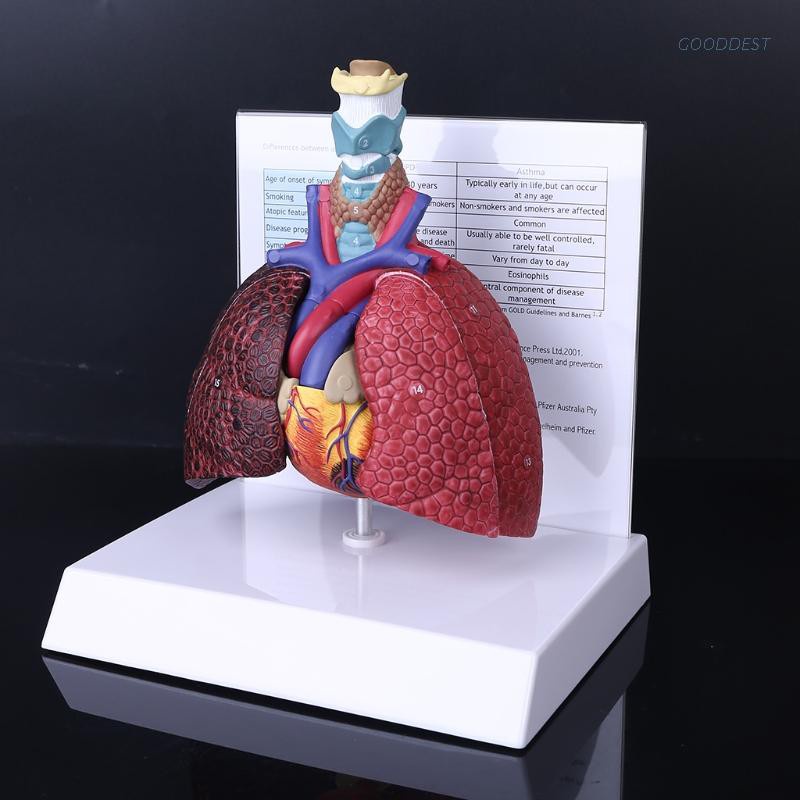 Life Size Human Lung Model Anatomical Respiratory System Anatomy For School Science Resources Study Display Teaching Tool