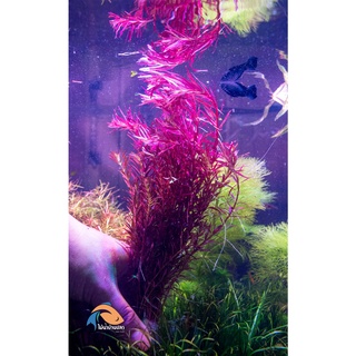 ต้นไม้น้ำ โรทาล่า โคโลราต้า Rotala rotundifolia "Colorata"