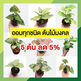 ภาพหน้าปกสินค้า🍂 5 ต้น ลด 5% 🌿  รวมต้นออม ตระกูลออม 🌿 กระถาง 3-4 นิ้ว ออมชมพู ออมเงิน ออมทอง ออมนาค ออมมณี ออมทรัพย์ ต้นไม้มงคล โชคลาภ ที่เกี่ยวข้อง