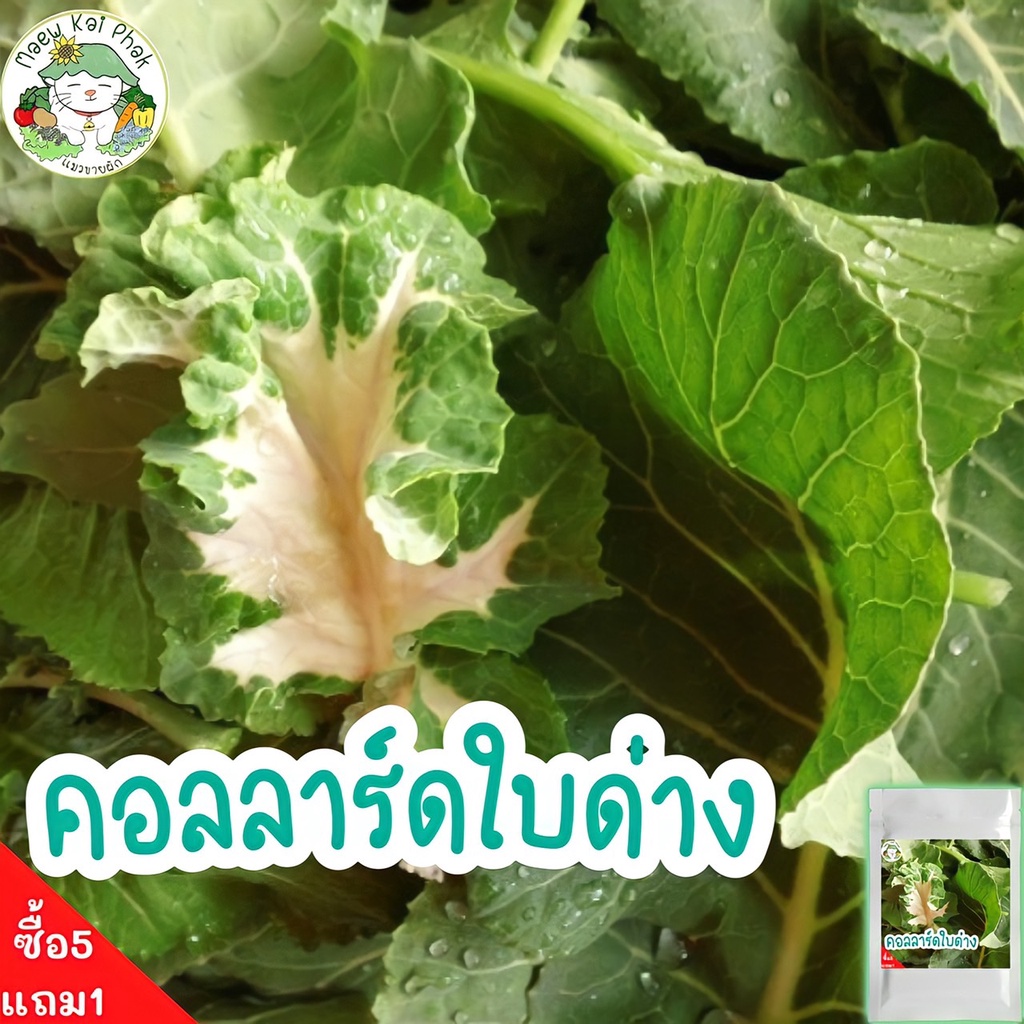 เมล็ดพันธุ์ คอลลาร์ด ใบด่าง 50 เมล็ด Variegated Collard seeds เมล็ด ...