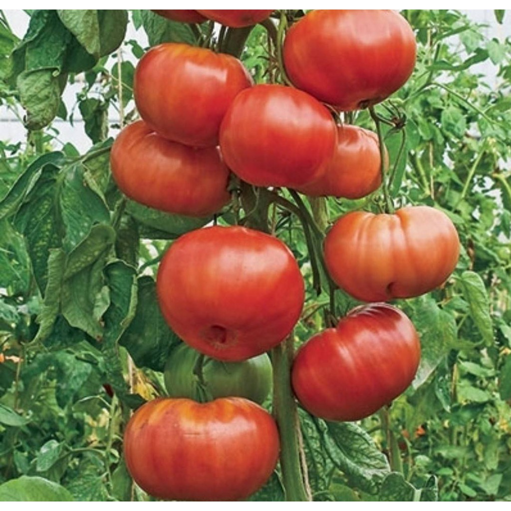 ขาย-เมล็ด-เมล็ด-ต้น-มะเขือเทศ-อิตาเลี่ยน-italian-tomatoes-happy