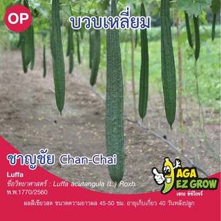 เมล็ดพันธุ์ บวบเหลี่ยมชาญชัย บรรจุ 10 กรัม[โปรโมชั่น ซื้อ10ซอง แถมฟรี 1ซอง]