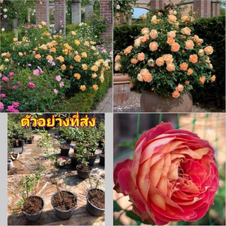 (1ต้น) ดอก ต้น กุหลาบ Lady off Shalott rose เลดี้ ออฟ ชาล็อต buncha กึ่งเลื้อย กึ่ง เลื้อย