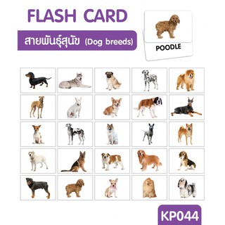 แฟลชการ์ดสายพันธ์สุนัข Flash Card Dod Breeds KP044 2WINBOOKTOYS