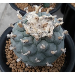 เมล็ดโลโฟโฟล่าวิลเลี่ยม  เมล็แคคตัส  เมล็ดโลโฟโฟล่า วิลเลี่ยม (Lophophora williamsii)