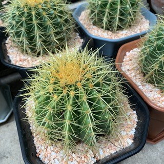 [ถูกสุด] Cactus ถังทองขนาด 11-13 ซม. กระบองเพชร แคคตัส