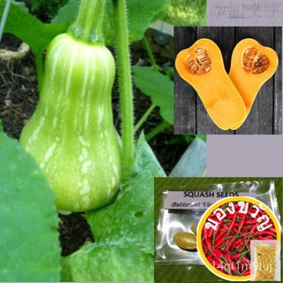 Squash Seeds (Butternut Variety)通心菜/花园/鲜花/内裤/帽子/seeds/木瓜/手链/向日葵/生菜/ 8LCM