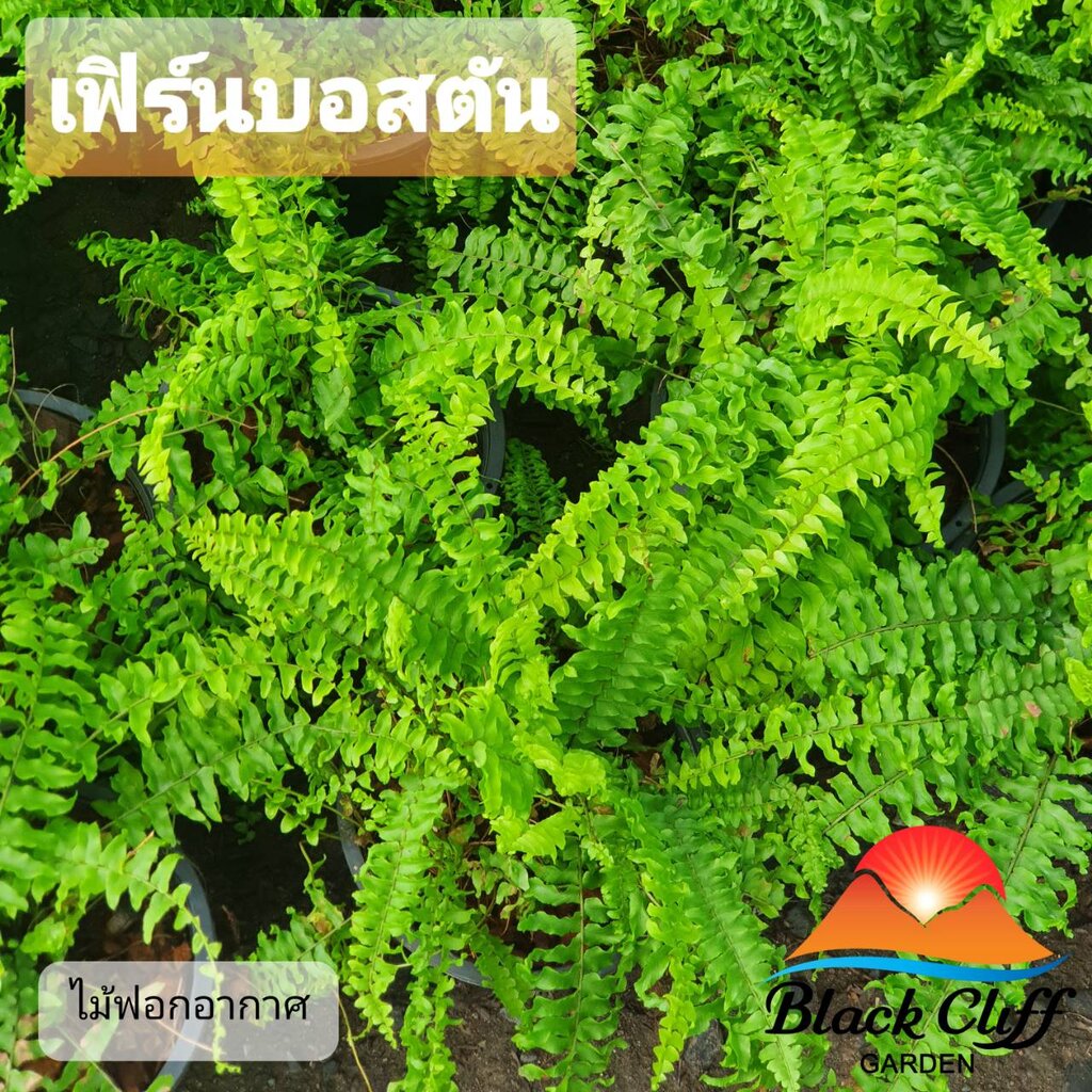 เฟิร์นบอสตัน-เฟิร์น-สวนเขาหมาก-blackcliffgarden-สวนเขาหมาก-ไม้ฟอกอากาศ