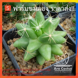 สวนขายเอง! แมมกล้วยหอม Mammillaria longimamma ไซส์กระถาง 2 นิ้ว แคคตัส แคนตัส กระบองเพชร ตะบองเพชร ต้นไม้ประดับ อวบน้ำ