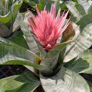 สินค้า ต้นสับปะรดสี ดอกสีชมพู (Bromeliad)