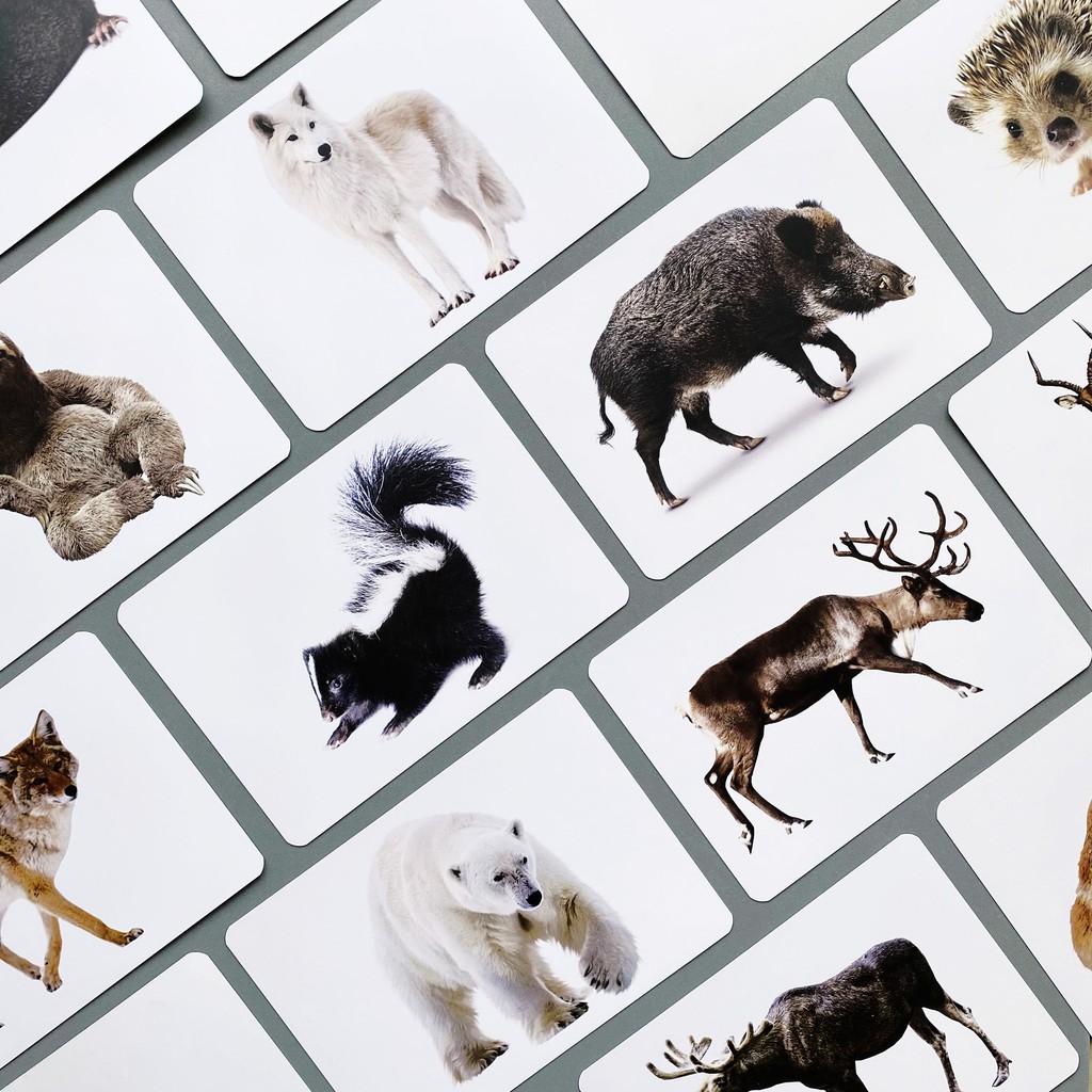 แฟลชการ์ดสัตว์ป่า-แผ่นใหญ่-flash-card-wild-animals-kp015-2winbooktoys