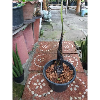 หน่อ กล้วยตานี ดำ1หน่อสูง50cm ลักษณะลำต้นออกสีดำใบสีเขียวใหญ่ยาว การใช้ประโยชน์  
