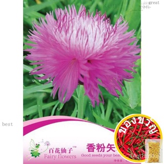 GNC - Fairy Flowers Flower Seeds Savory Cornflower Biji Benih เมล็ดคอร์นฟลาวเวอร์ F070园艺/种子/芹菜/头饰/上衣/帽子/花园/生菜/文胸/玫瑰/ 6BS