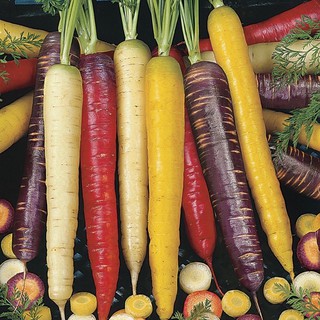 เมล็ดพันธุ์ แครอทคละสี (Rainbow Mixed Carrot Seed) บรรจุ เมล็ด คุณภาพดี ของแท้50 เมล็ด (ไม่ใช่พืชที่มีชีวิต)