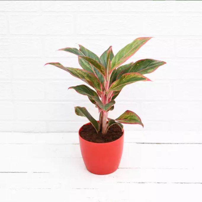 seeds-aglaonema-red-indoor-air-purifier-plants-lipstickเมล็ดพันธc50-เมล็ด-ไม่ใช่พืชที่มีชีวิต