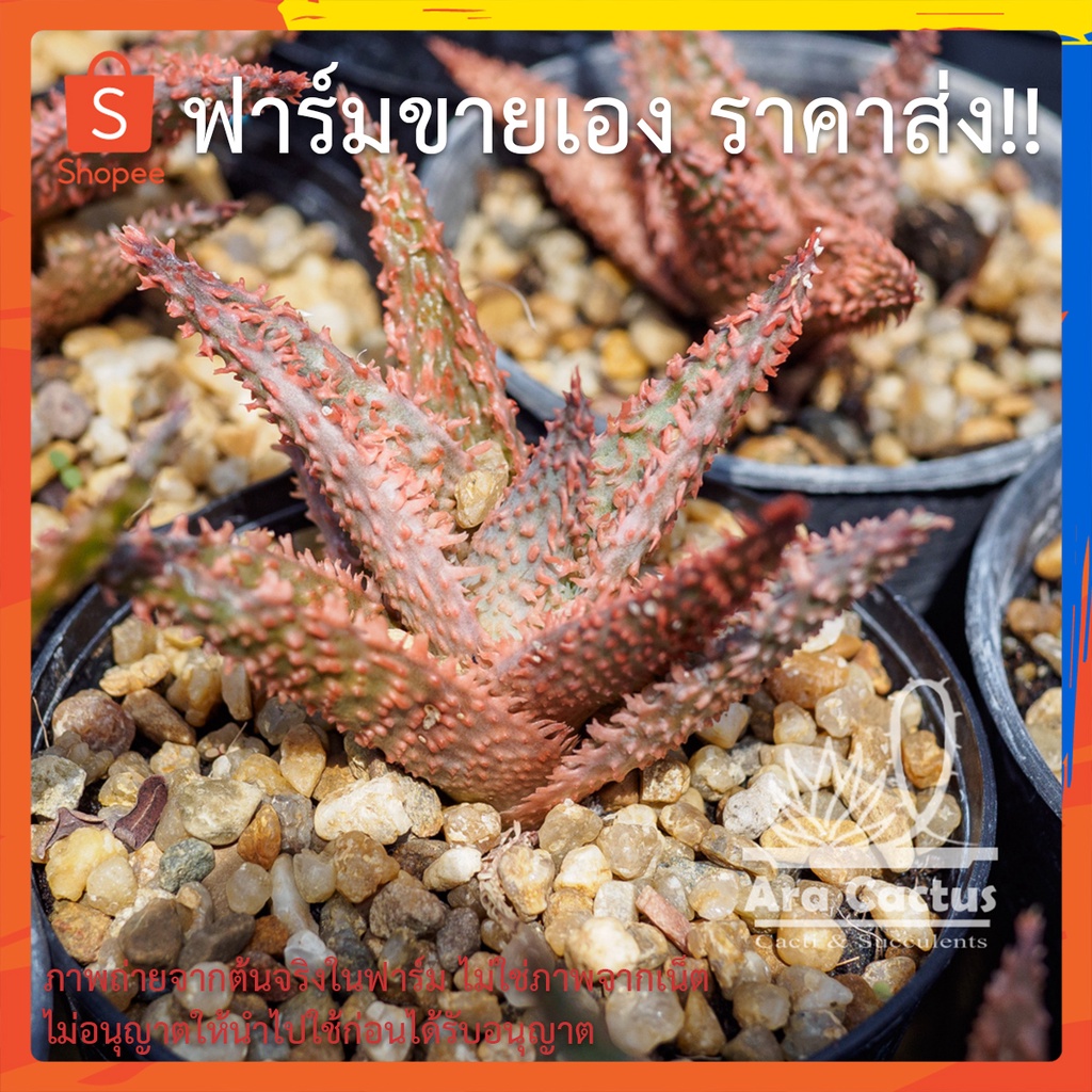 สวนขายเอง-อะโลหลากหลายแบบ-aloe-ไซส์กระถาง-3-นิ้ว-ต้นไม้ประดับ-อวบน้ำ-ไม้ฟอกอากาศ