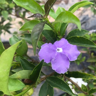 พุดสามสี 🌱 Brunfelsia  hopeana (กระถาง8นิ้ว👍🏻ออกดอกทั้งปี/ดอกหอม)