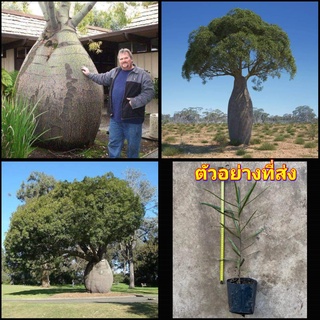 (1ต้น) ต้น Brachychiton rupestris บอทเทิลทรี Queensland bottle tree ต้นไม้ขวด / สวนต้นไม้ตายาย