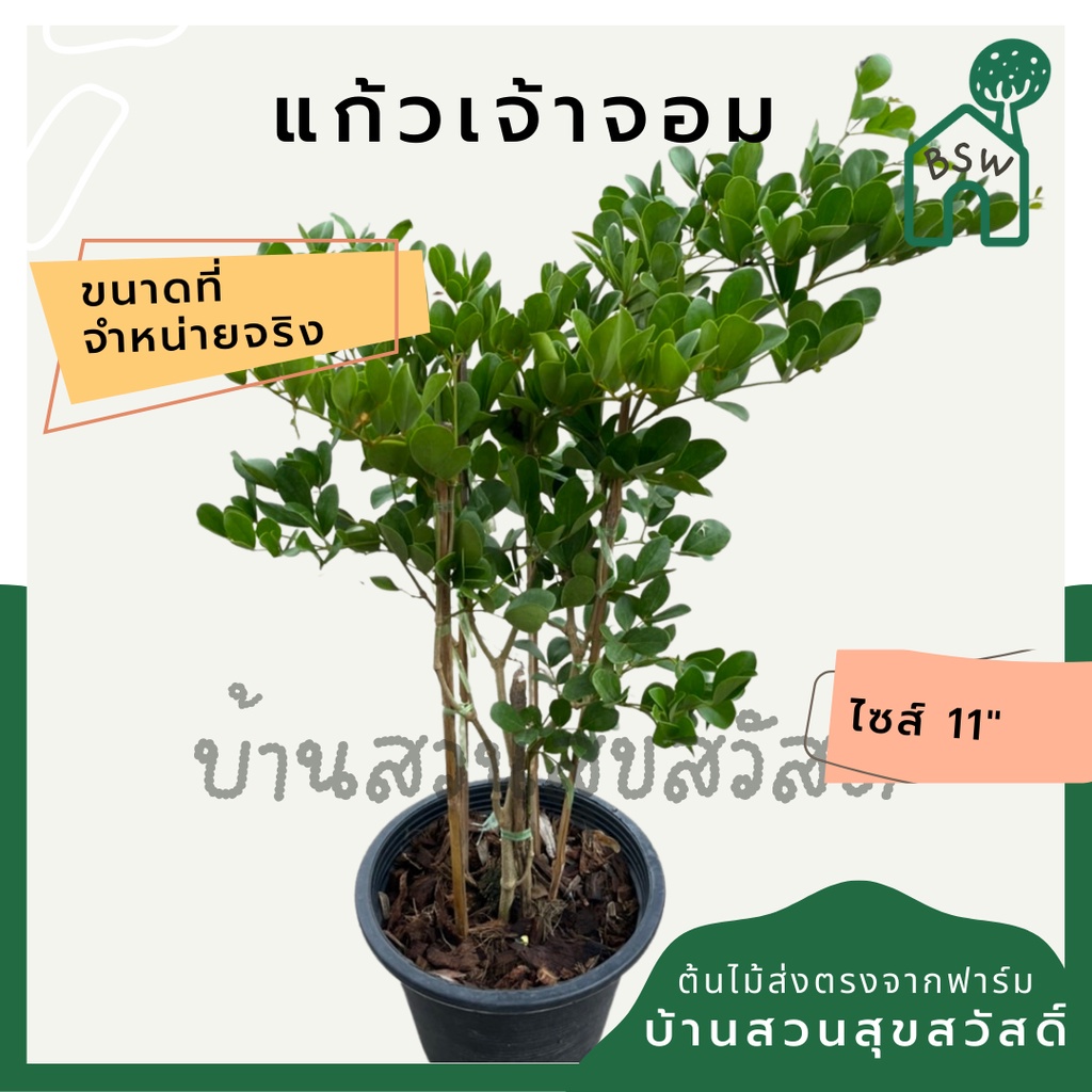 แก้วเจ้าจอม-ดอกสีม่วง