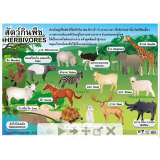 สัตว์กินพืช EQ-324 โปสเตอร์ภาพ กระดาษหุ้มพลาสติก ขนาด 50*70 cm