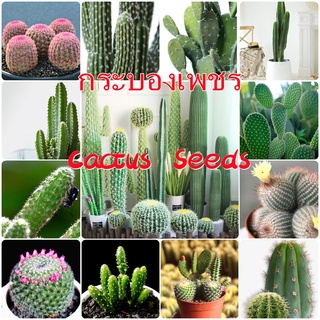 Cactus Plant Seeds กระบองเพชร 1 แพ็ค 100 แคปซูล เครื่องดักยุง เมล็ดพันธุ์ เมล็ด ต้นไม（นี่มันเมล็ดพืช ไม่ใช่พืช!）