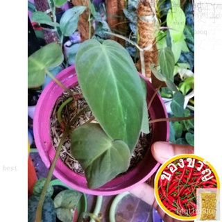 Philodendron Micans(trailing)花园/玫瑰/香菜/木瓜/男装/芹菜/园艺/手链/内裤/seeds/ EX1U