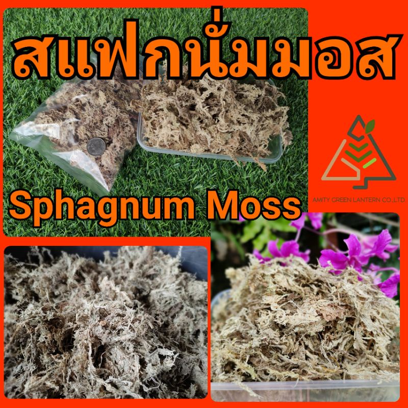 ภาพหน้าปกสินค้าสแฟกนั่ม มอส (Sphagnum Moss)