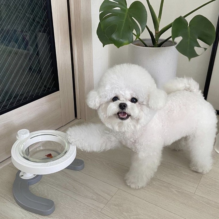 made-in-korea-little-factory-pet-bowl-ของแท้-ชามอาหารสัตว์เลี้ยง-ปรับระดับได้-ชามแก้ว-ชามเดี่ยว-sb01