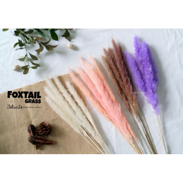 หญ้าหางจิ้งจอก-foxtail-grass