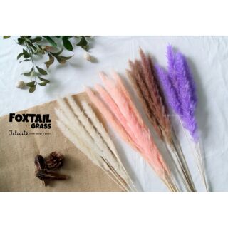 หญ้าหางจิ้งจอก / foxtail grass