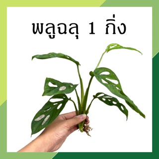 ภาพหน้าปกสินค้าพลูฉลุ พลูใบฉลุ (จำนวน 1 กิ่ง) ต้นไม้ฟอกอากาศ ต้นไม้ ต้นไม้น้ำ ต้นไม้ในร่ม monstera adansonii พลูด่าง ที่เกี่ยวข้อง