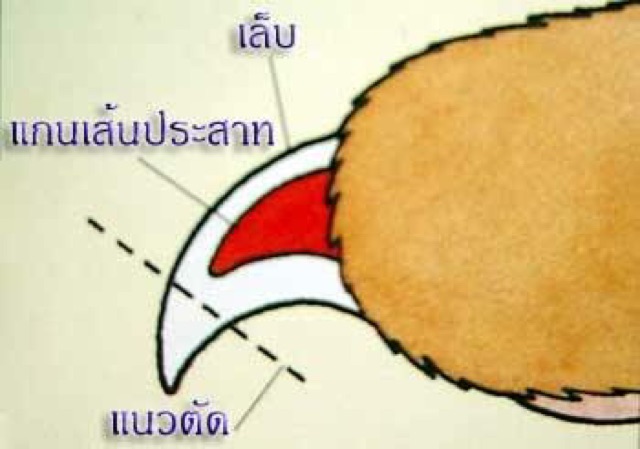 กรรไกรตัดเล็บ-สัตว์เลี้ยง-สุนัขและแมว