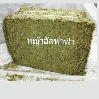 ภาพหน้าปกสินค้าหญ้าอัลฟาฟ่า สำหรับหนู-กระต่าย แพะ ส่งกิโลละ 80฿ จากเครือ pcg สมาร์ทฮาร์ท ที่เกี่ยวข้อง