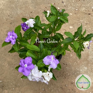 Flower Garden F129 ต้นพุดสามสี ดอกหอม Brunfelsia Alata-yesterday today tomorrow plant ปลูกง่ายทนแล้ง ออกดอกทั้งปี