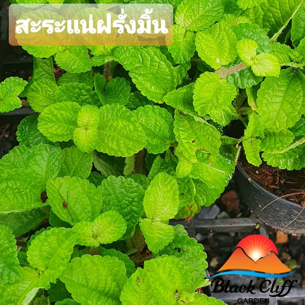 สะระแน่ฝรั่งมิ้น-blackcliffgarden-ไม้ใบ-ไม้ในร่ม