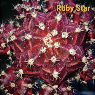 หน่อเด็ดสด แคคตัส Ruby Star รูบี้สตาร์ ยิมโนด่าง